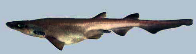 Galeus murinus_0010.jpg